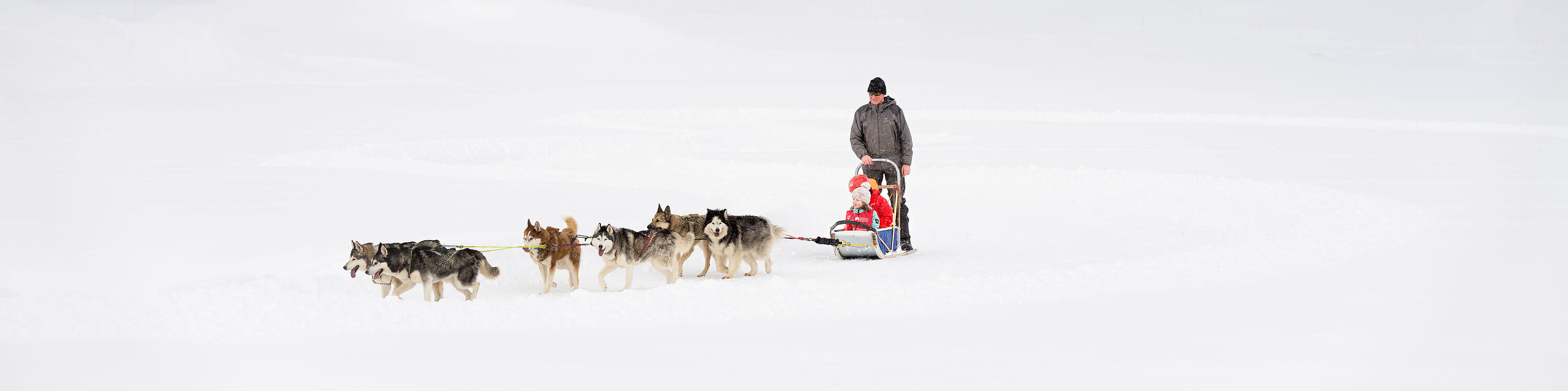 A man is steering a sledge pulled by six Huskies, with two young children on it